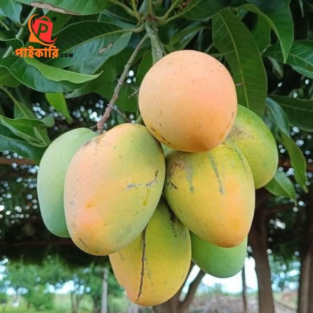 10 কেজি গোবিন্দভোগ আম 150 টাকা করে 1500 টাকা